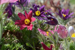 Sasanka zwyczajna- Pulsatilla vulgaris