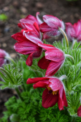 Sasanka zwyczajna- Pulsatilla vulgaris 'Pulsar Red Shades'