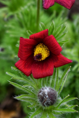 Sasanka zwyczajna- Pulsatilla vulgaris 'Pulsar Red Shades'