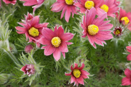 Sasanka zwyczajna- Pulsatilla vulgaris 'Rubra'