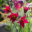 Sasanka zwyczajna- Pulsatilla vulgaris 'Rubra'