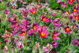 Sasanka zwyczajna- Pulsatilla vulgaris 'Rubra'