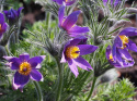 Sasanka zwyczajna- Pulsatilla vulgaris