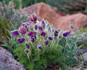 Sasanka zwyczajna- Pulsatilla vulgaris