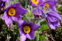 Sasanka zwyczajna- Pulsatilla vulgaris