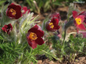 Sasanka zwyczajna- Pulsatilla 'Roede Glocke'