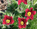 Sasanka zwyczajna- Pulsatilla 'Roede Glocke'