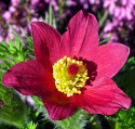 Sasanka zwyczajna- Pulsatilla 'Roede Glocke'