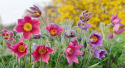 Sasanka zwyczajna- Pulsatilla 'Roede Glocke'