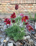 Sasanka zwyczajna- Pulsatilla 'Roede Glocke'