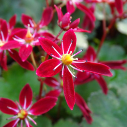 Skalnica- Saxifraga 'Beni Tsukasa'