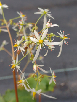 Skalnica- Saxifraga cortusifolia 'Wada'