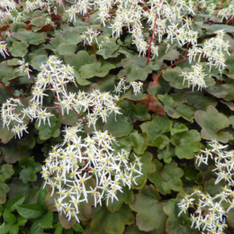 Skalnica- Saxifraga cortusifolia 'Wada'