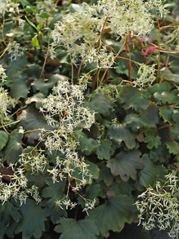 Skalnica- Saxifraga cortusifolia 'Wada' (p9)