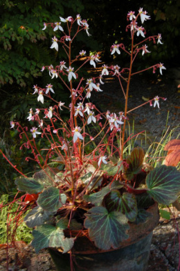 Skalnica rozłogowa- Saxifraga stolonifera 'Kinki Purple'