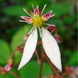 Skalnica rozłogowa- Saxifraga stolonifera 'Kinki Purple'