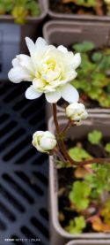 Skalnica ziarenkowata 'Plena'- Saxifraga granulata 'Plena'