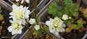 Skalnica ziarenkowata 'Plena'- Saxifraga granulata 'Plena'