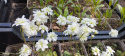 Skalnica ziarenkowata 'Plena'- Saxifraga granulata 'Plena'