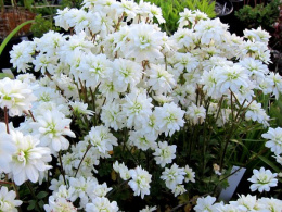 Skalnica ziarenkowata 'Plena'- Saxifraga granulata 'Plena'