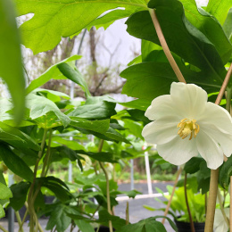 Stopowiec tarczowaty- Podophyllum peltatum (p9)