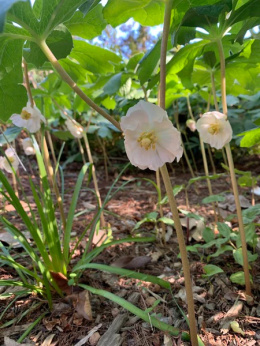 Stopowiec tarczowaty- Podophyllum peltatum (p9)