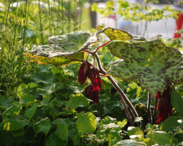 Stopowiec- Podophyllum 'Spotty Dotty'