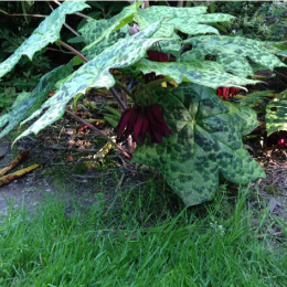 Stopowiec- Podophyllum 'Spotty Dotty'