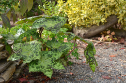 Stopowiec- Podophyllum 'Spotty Dotty' (p9)