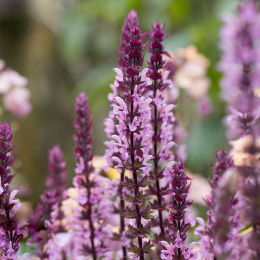 Szałwia- Salvia 'Caradonna Pink Inspiration'