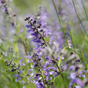 Szałwia łąkowa- Salvia pratensis 'Sky Dance'
