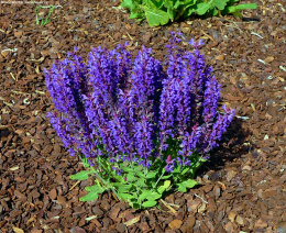 Szałwia omszona- Salvia nemerosa 'Blue Bouquetta'