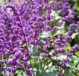 Szałwia okręgowa- Salvia verticillata 'Purple Rain' (p9)