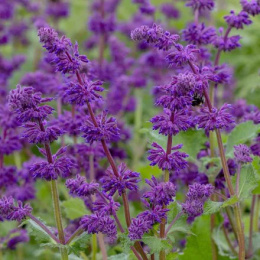 Szałwia okręgowa- Salvia verticillata 'Purple Rain'