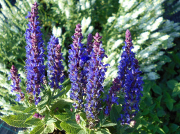 Szałwia omszona- Salvia nemerosa 'Blue Bouquetta' (p9)