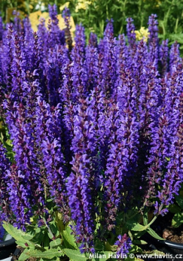 Szałwia omszona- Salvia nemerosa 'Blue Bouquetta' (p9)