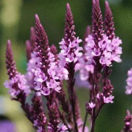 Werbena oszczepowata- Verbena hastata Rosea (p9)