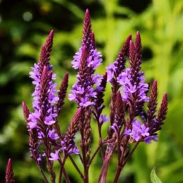 Werbena oszczepowata- Verbena hastata Rosea (p9)