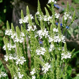 Werbena oszczepowata - Verbena hastata Whire Spires