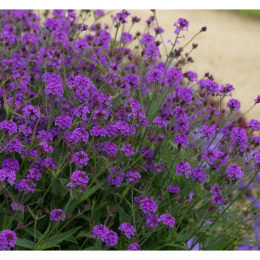 Werbena żyłkowana- Verbena rigida