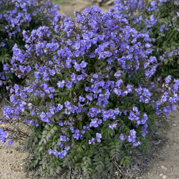 Wielosił błękitny- Polemonium reptans 'Heaven Scent' (p9)