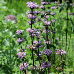 Żeleźniak- Phlomis taurica 'JS Lilac Stories'