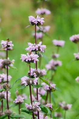 Żeleźniak- Phlomis taurica 'JS Lilac Stories'