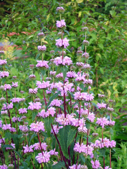 Żeleźniak bulwiasty- Phlomis tuberosa 'Bronze Flamingo' (p9)