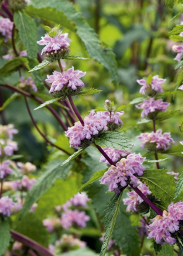 Żeleźniak bulwiasty- Phlomis tuberosa 'Bronze Flamingo' (p9)