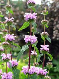 Żeleźniak bulwiasty- Phlomis tuberosa 'Bronze Flamingo'