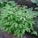 Adiantum 'Imbricatum'