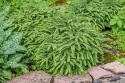 Adiantum imbricatum