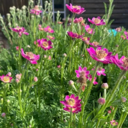 Anemone mult. 'Annabella Deep Rose'