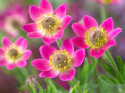 Anemone mult. 'Annabella Deep Rose'